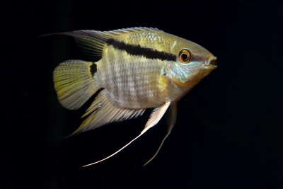 Mesonauta mirificus Cichlidae