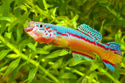 killi d'Amiet Cynolebiidae