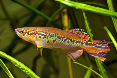 Fundulopanchax deltaensis Cynolebiidae