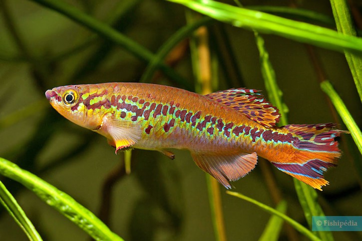 Fundulopanchax deltaensis