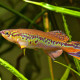 picture of Fundulopanchax deltaensis
