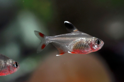 tétra rosé Characidae