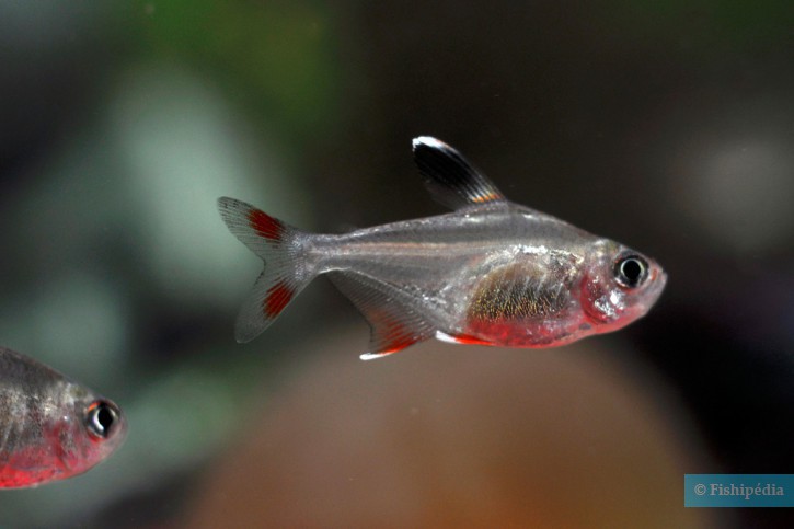 Hyphessobrycon bentosi