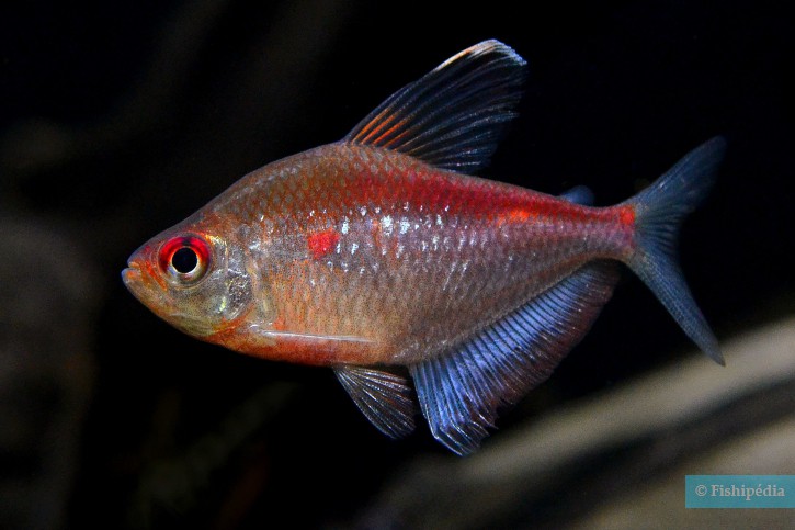 Hyphessobrycon pyrrhonotus