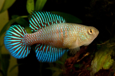 Hypsolebias fulminantis Cyprinodontidae