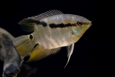 Mesonauta egregius Cichlidae