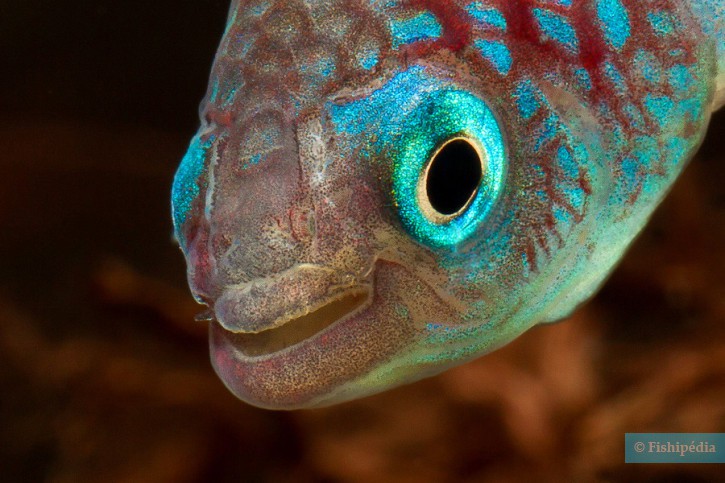 Nothobranchius eggersi