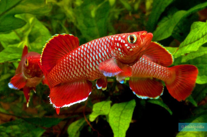 Nothobranchius korthausae - killi notho rojo
