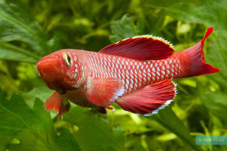 Nothobranchius korthausae - killi notho rojo