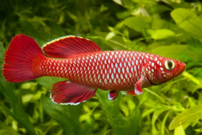 Nothobranchius korthausae Cyprinodontidae