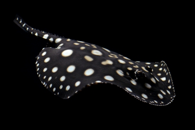 raie tachetée du rio Xingu Potamotrygonidae