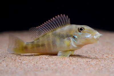 Retroculus lapidifer Cichlidae