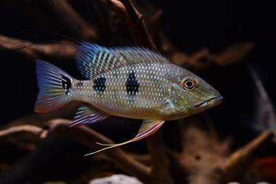 Daemon Cichlidae