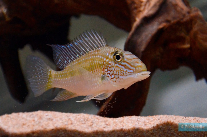 Satanoperca jurupari - pez demonio