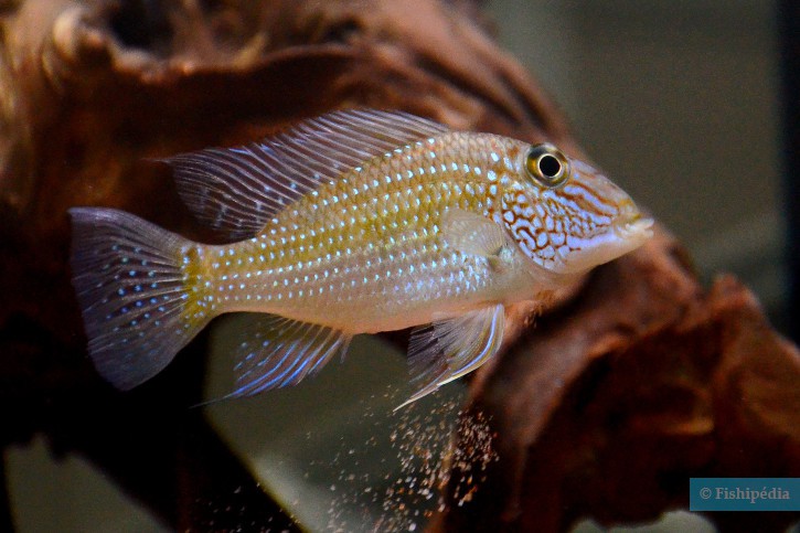 Satanoperca jurupari - pez demonio