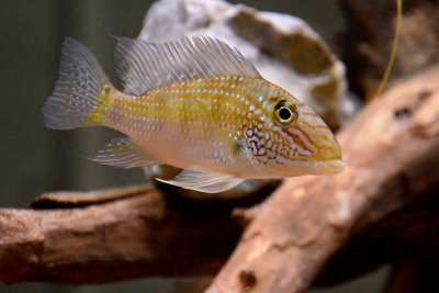 Jurupari Cichlidae