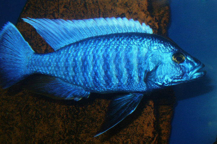 Sciaenochromis fryeri