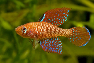 Spectrolebias reticulatus Cynolebiidae