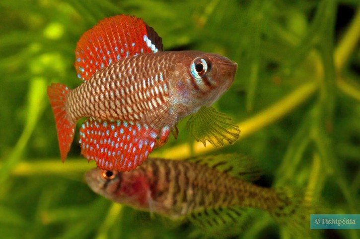 Spectrolebias reticulatus