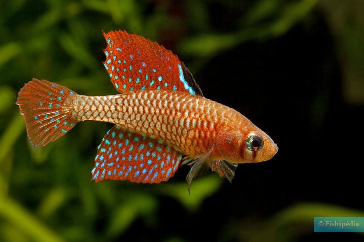 Spectrolebias reticulatus