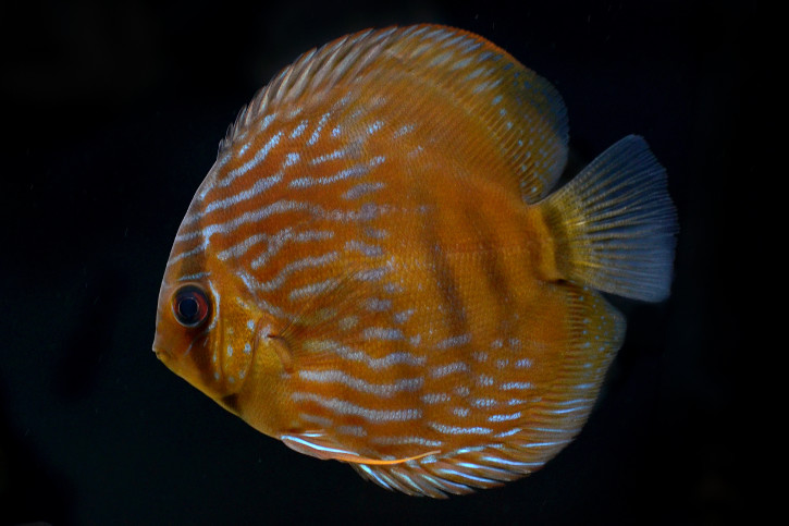 Symphysodon aequifasciatus - pez disco