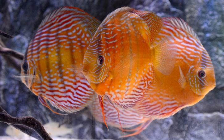 Discus proche sauvage - Symphysodon aequifasciatus