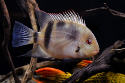 Uaru fernandezyepezi Cichlidae