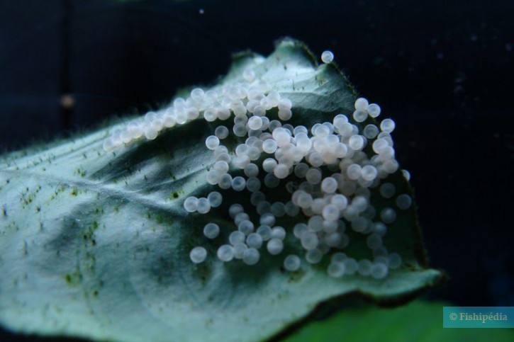 Corydoras aeneus - corydora bronce