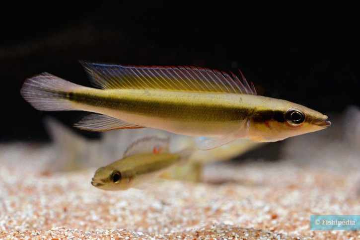 crenicichla notophthalmus