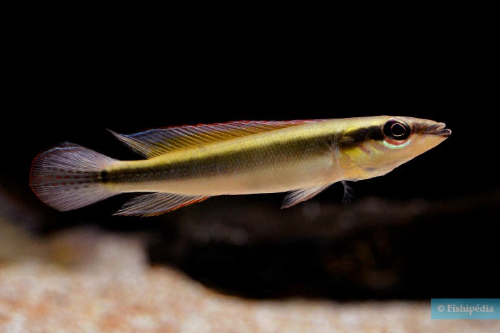 crenicichla notophthalmus