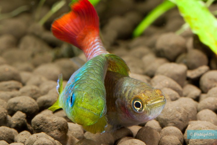 Nothobranchius guentheri - notho de cola roja