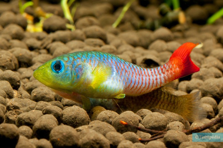 Nothobranchius guentheri - notho de cola roja