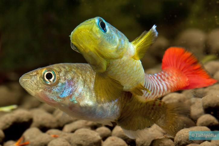 Nothobranchius guentheri - notho de cola roja