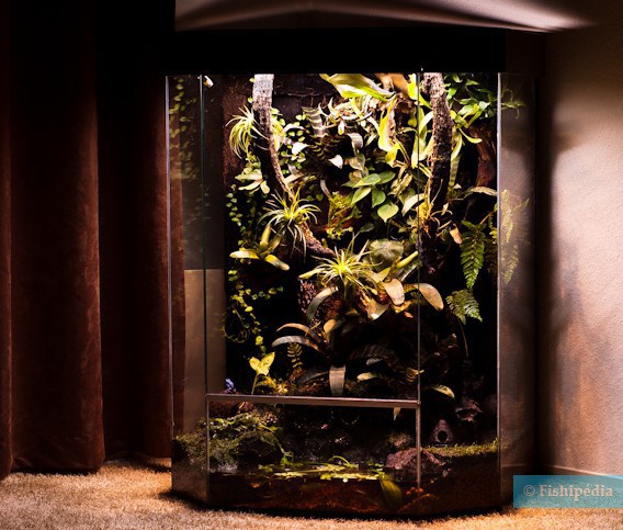 Qui est le paludarium, le cousin de l’aquarium ?