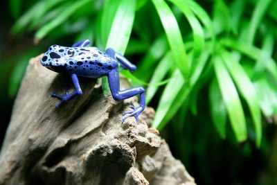 rana flecha tintada Dendrobatidae