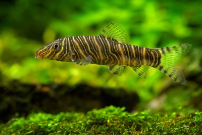 Botia striata Cobitidae