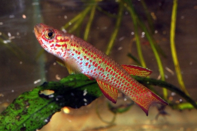Aphyosemion cognatum Nothobranchiidae