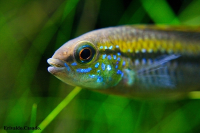 Apistogramma pulchra Cichlidae