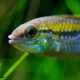 picture of Apistogramma pulchra