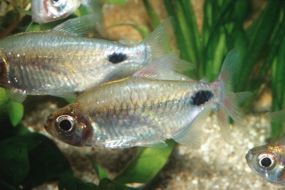 Bathyaethiops caudomaculatus Alestidae