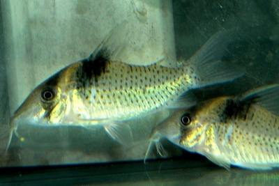 Corydoras amandajanea