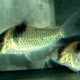 picture of Corydoras amandajanea