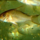 picture of Corydoras polystictus