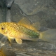 picture of Corydoras similis