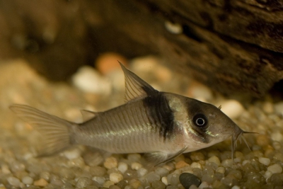 Corydoras virginiae Callichthyidae