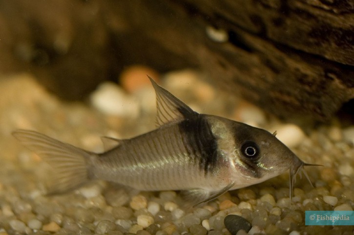 Corydoras virginiae