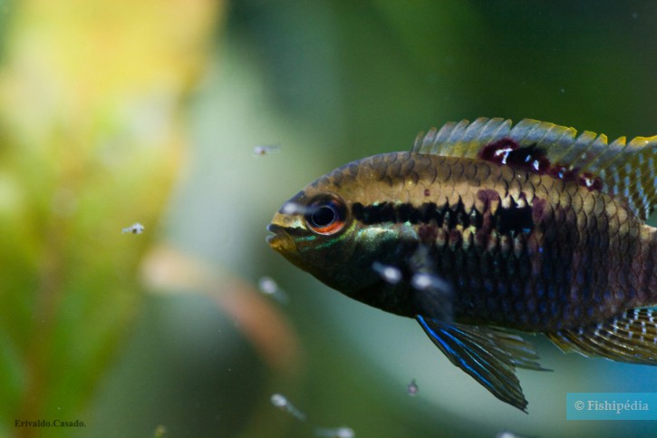Laetacara dorsigera
