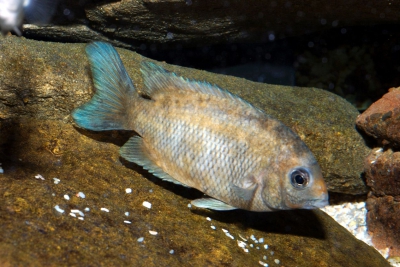 Paretroplus kieneri Cichlidae