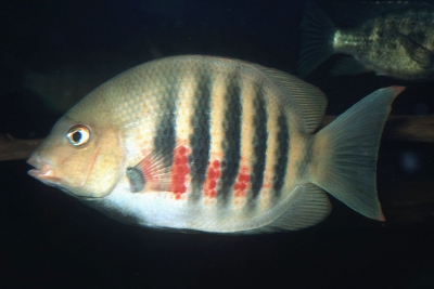 Paretroplus maromandia Cichlidae