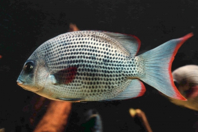 Paretroplus menarambo Cichlidae